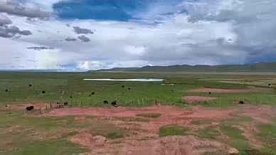聂荣县夏季草原湿地沼泽牦牛群航拍视频的预览图